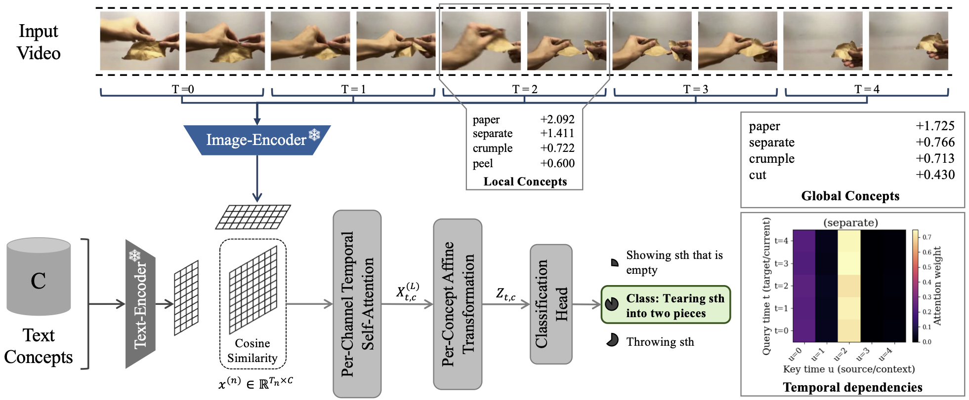 Concepts in Motion: Temporal Bottlenecks for Interpretable Video Classification